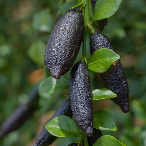 Finger lime Alstonville Grafted