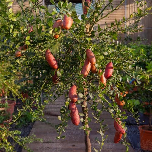 Finger lime Torakina Pink Grafted