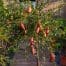 Finger lime Torakina Pink Grafted