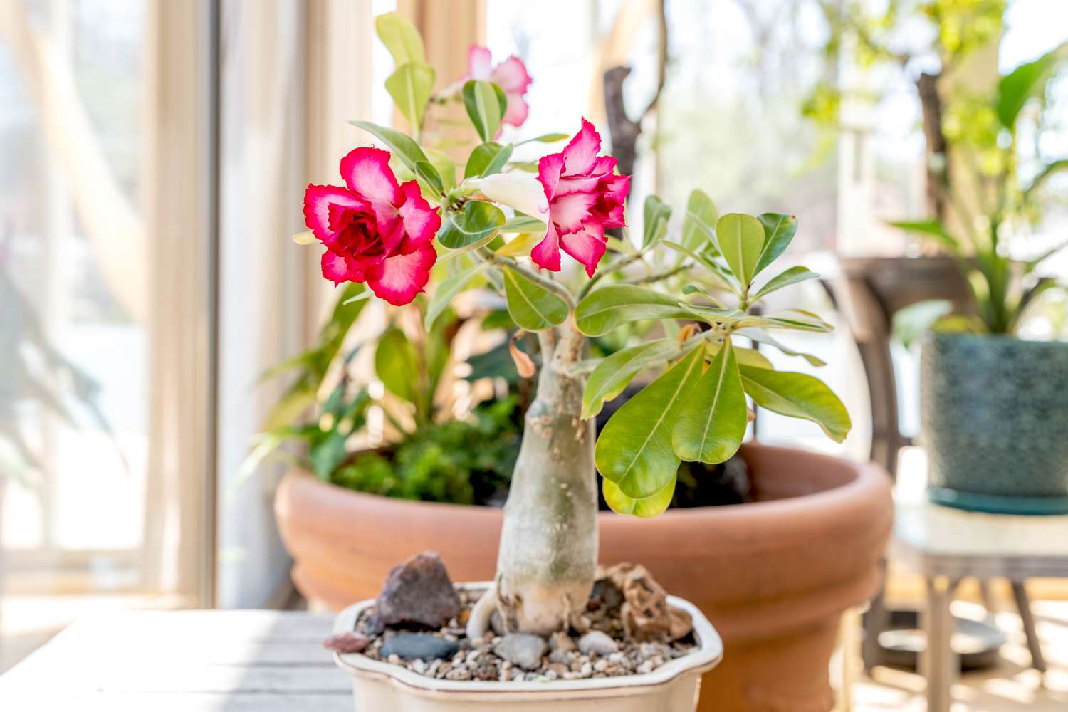 grow desert rose plants indoors 1902974 hero 64a97e2c287a4da38dab14acd4bfb8c4 Desert Rose (Adenium obesum)