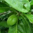 Atractocarpus fitzalanii - Native Gardenia (Tucker Bush™)