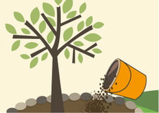 how to mulch a fruit tree How to mulch a fruit tree