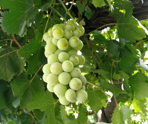 Grape Black Muscat QLD ONLY (Copy)
