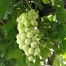 Grape Black Muscat QLD ONLY (Copy)