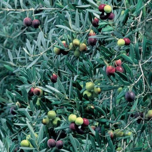 Olive 'Helena' - Advanced