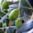 Olive 'Helena'