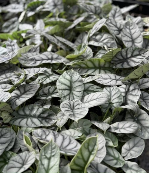 Alocasia ‘Silver Dragon’ (Alocasia baginda)