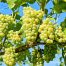 Grape ‘White Sultana’ (QLD ONLY)