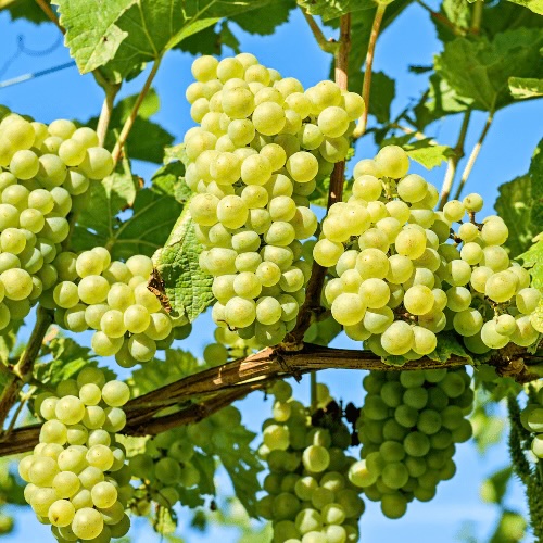 Grape ‘White Sultana’ (QLD ONLY)