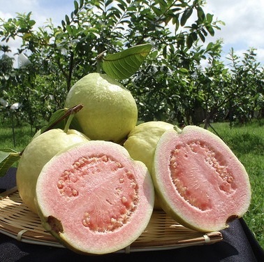 img_4102 Thai Pink Guava