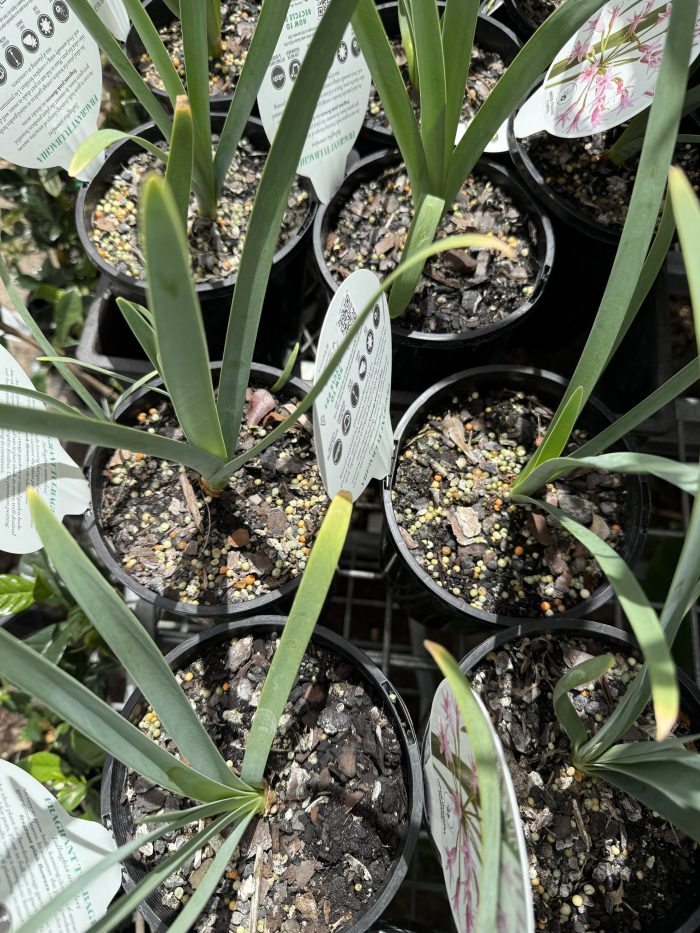 Society Garlic "Fragrant Tulbaghia" (Tulbaghia simmleri)