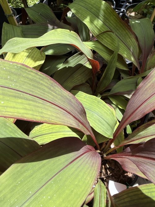 Bromeliad Red Pitcairnia (Pitcairnia sanguinea)