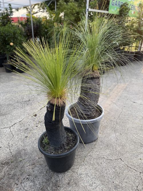 Grass Tree (Size G) PICK UP ONLY (Copy)