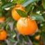 Imperial Mandarin