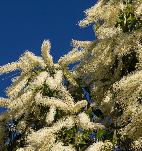 Ivory Curl Flower Tree 250mm Pot (Buckinghamia celsissima)