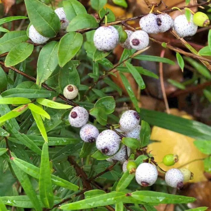 Organic Fruit Tree Food (Copy)