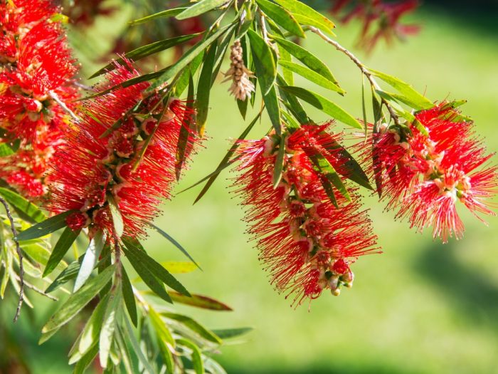 Organic Fruit Tree Food (Copy)