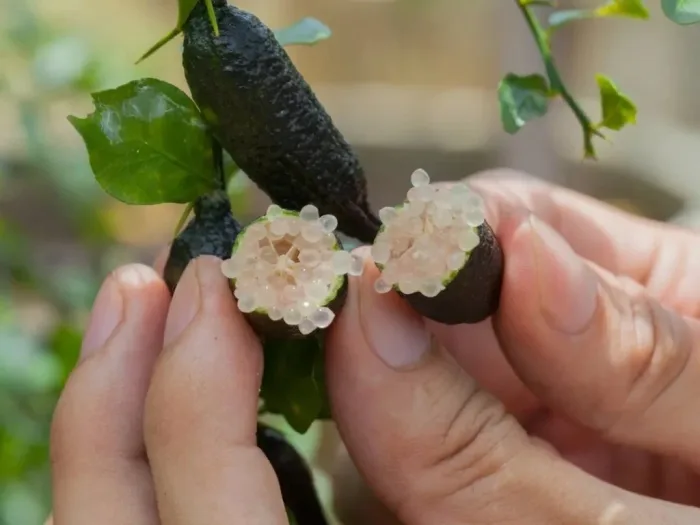 Organic Fruit Tree Food (Copy)