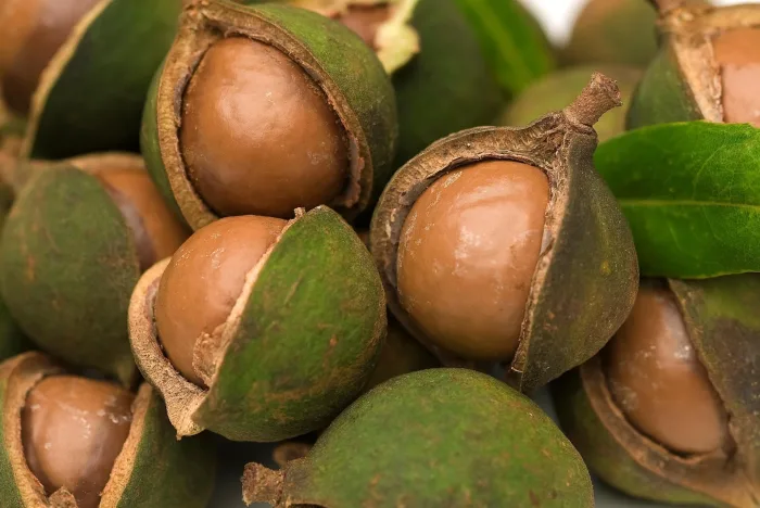 Organic Fruit Tree Food (Copy)