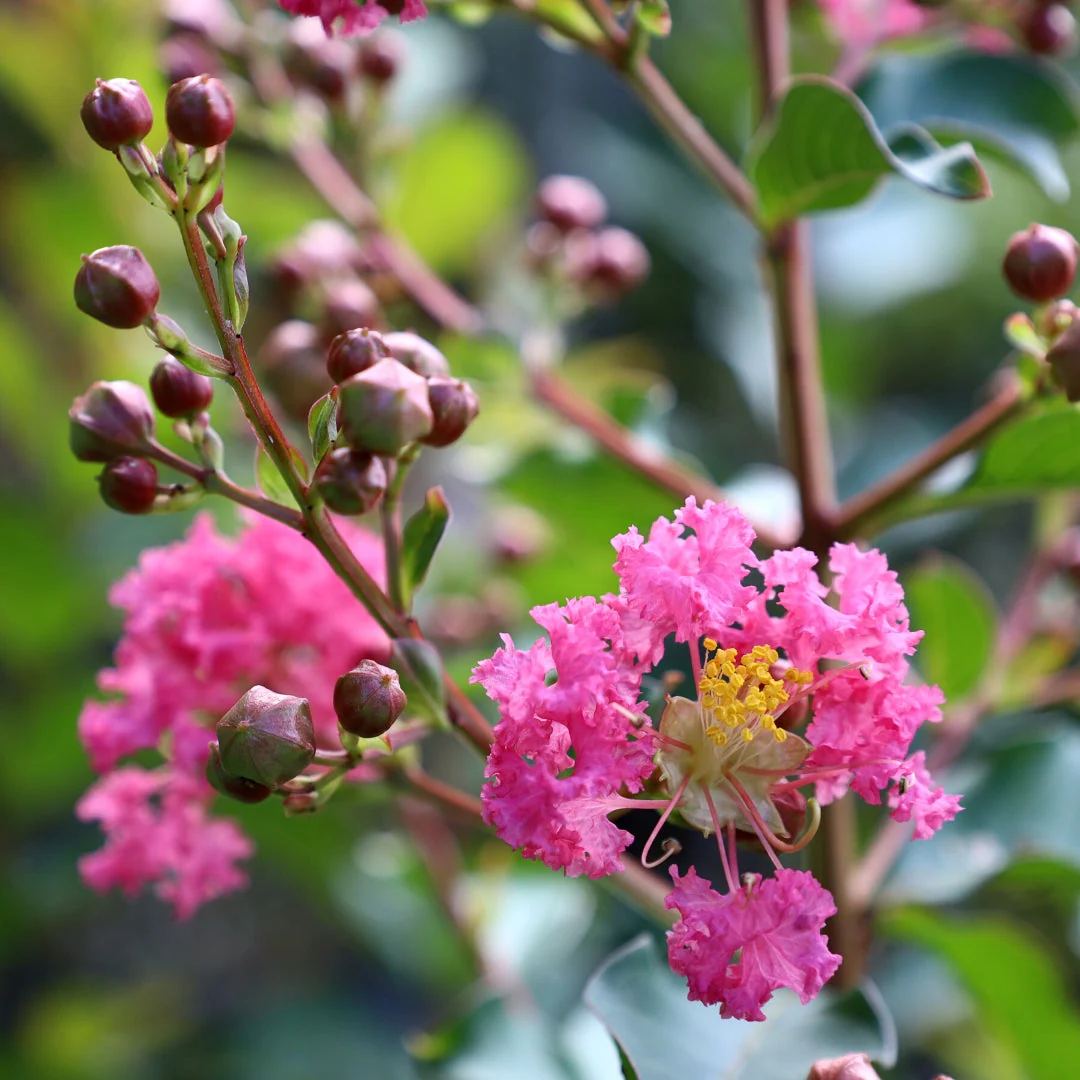 pink velour crape myrtle 30506274095146 1200x1200 Crepe Myrtle Pink (Lagerstroemia indica)