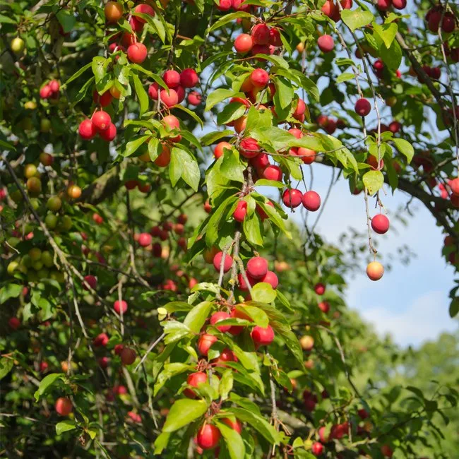 Plum Cherry Plum 8-1