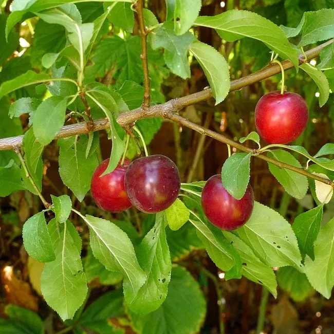 Plum Cherry Plum 8-1