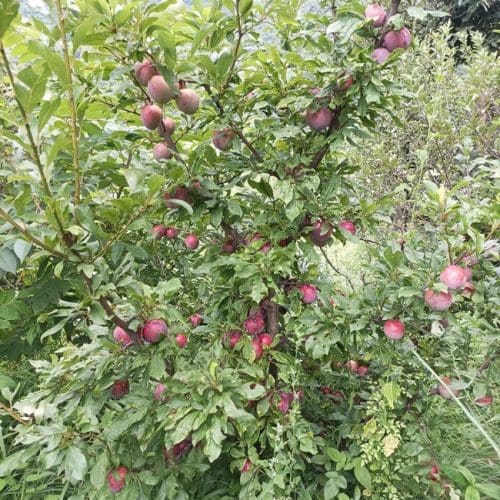 Plum Mariposa