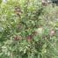 Plum Mariposa