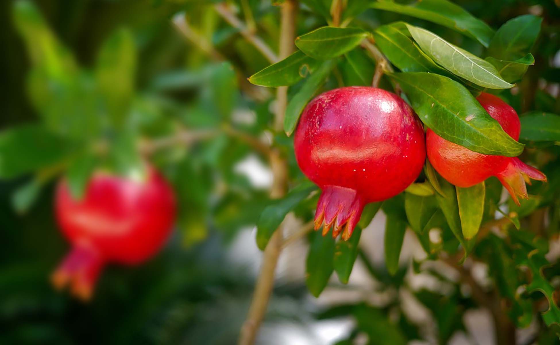 Pomegranate Fruit Tree