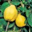 Quince Pineapple