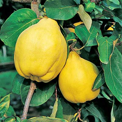 Quince Pineapple