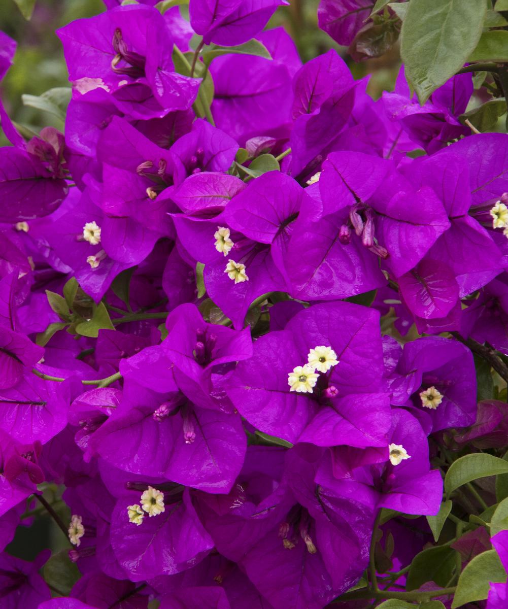 rest 1 7 17862 Bougainvillea Vera Deep Purple (Bougainvillea glabra)