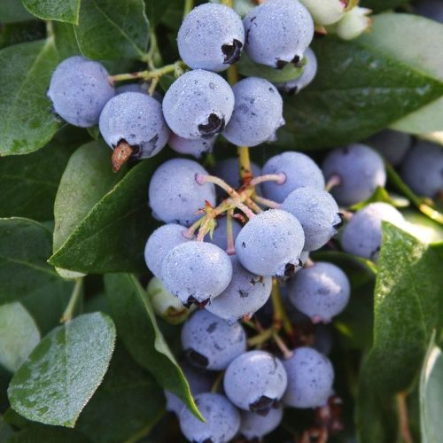 Blueberry Sharpe Blue