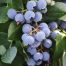 Blueberry Sharpe Blue