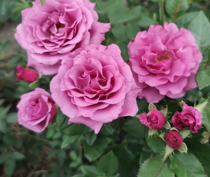 Rose Shocking Blue 3 ft Standards (Rosa)