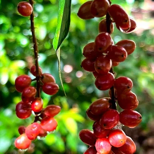 wild-currant_img2 Wild Currant