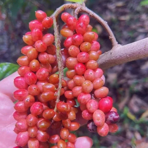 wild-currant_img4 Wild Currant